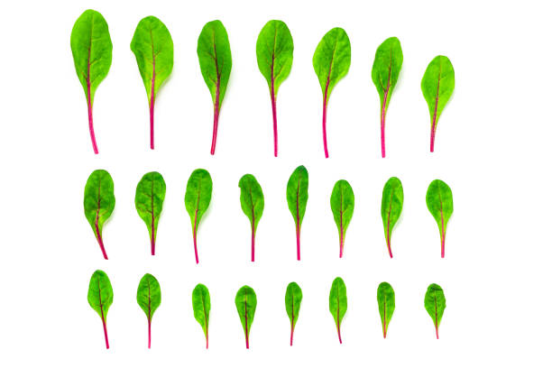 Set of baby green leaves isolated on white background. Arugula, spinach, beet, lettuce salad foliage flat lay. Collection of baby green salad leaves