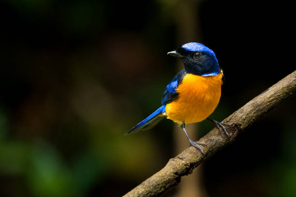 istock Colorful Rufous-bellied Niltava perching on tree trunk 1365791262