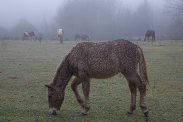 brązowy pasący się na polu - donkey mule large grazing zdjęcia i obrazy z banku zdjęć