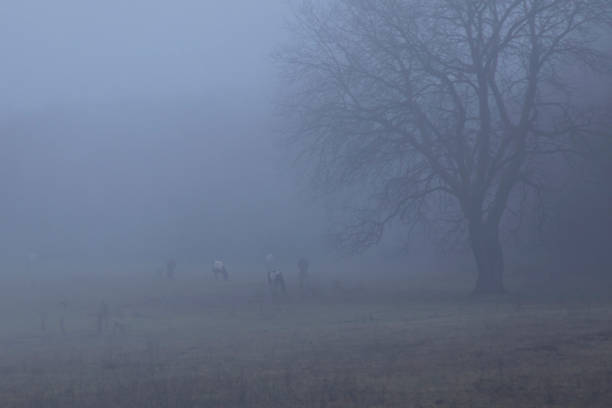istock fog over a field where horses graze in winter 1365791713