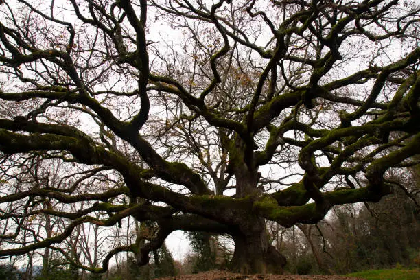 Photo of Oak of the  Witches ( Quercia delle Streghe ) in Montecarlo, province of Lucca, Italy , The Oak at 600 years old