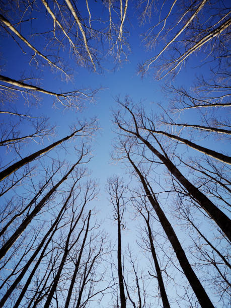 Bare treetops in the forest. Low angle view.