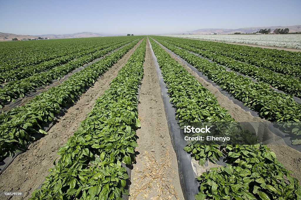 Más pimientos verdes - Foto de stock de Campo - Tierra cultivada libre de derechos