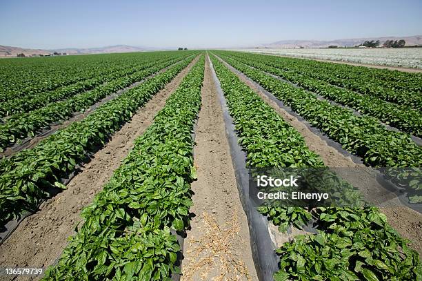 Più Verde Peperoni - Fotografie stock e altre immagini di Campo - Campo, Fattoria, Peperone verde