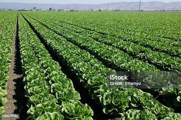 Salat Stockfoto und mehr Bilder von Agrarbetrieb - Agrarbetrieb, Feld, Fotografie