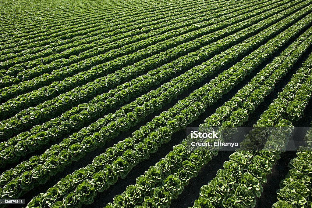 Mehr Salat - Lizenzfrei Agrarbetrieb Stock-Foto