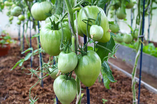 Growing tomatoes in a greenhouse. Close-up. Background.