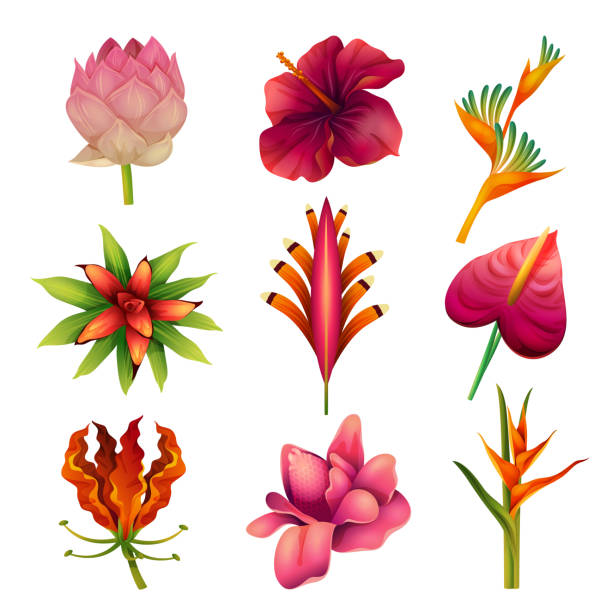 Collection of exotic flowers or tropical plants Collection of exotic flowers. Set of isolated vector icons of tropical plants for card or banner decoration. Realistic design of anthurium, lotus, heliconia and gloriosa, strelitzia and hibiscus. flower part stock illustrations