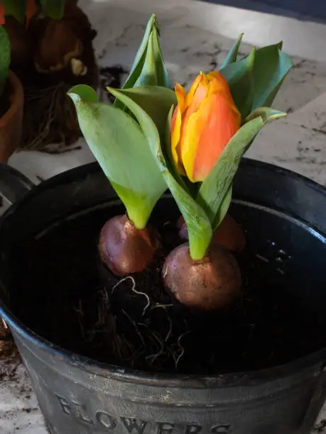 Planting bulbous plants in pots Tulips. The