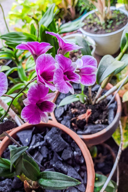 istock Larat Orchid flower 1365806925
