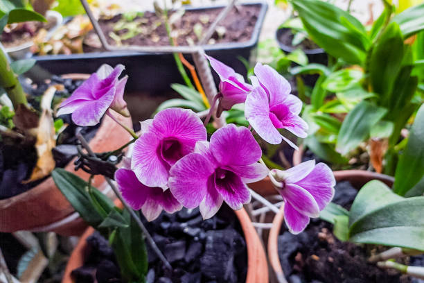 istock Larat Orchid flower 1365806930