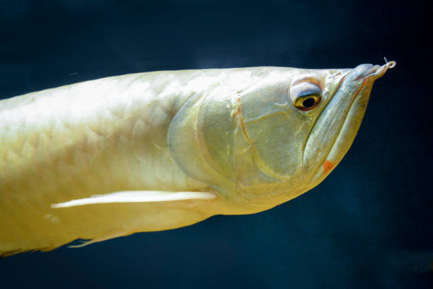 istock Arowana fish - close-up on face 1365807069