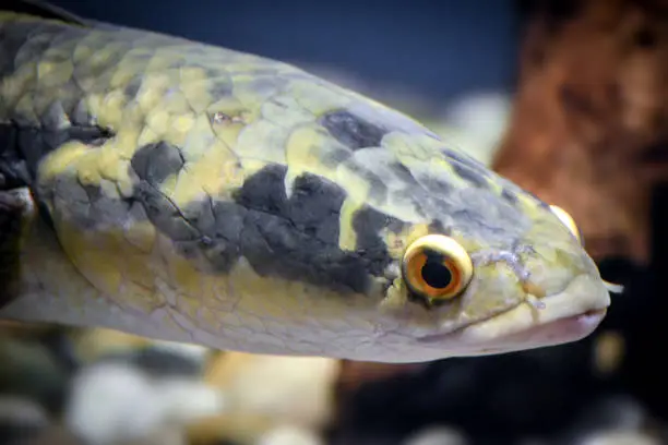 Channa argus/ snakehead fish - close-up on head, defocused background.