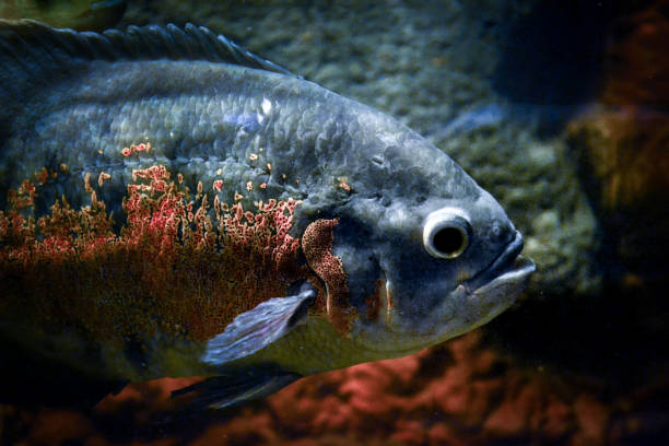 istock Oscar/ astronotus ocellatus/ cichlid fish 1365807184