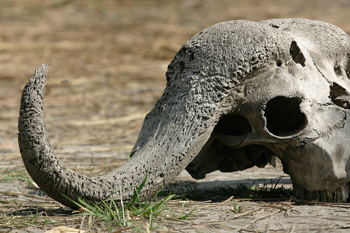 A close up of a buffalo skeleton head