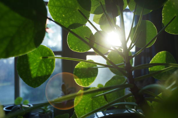 istock Chinese money plant 1365811210