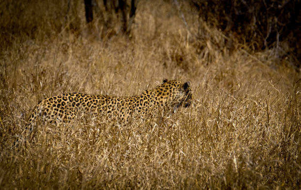 leopardo en el arbusto - leopard kruger national park south africa africa fotografías e imágenes de stock