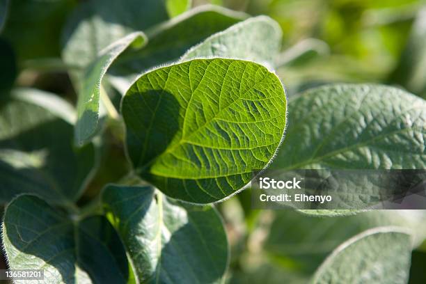 Sojabohne Leaf Stockfoto und mehr Bilder von Sojabohne - Sojabohne, Pflanze, Blatt - Pflanzenbestandteile