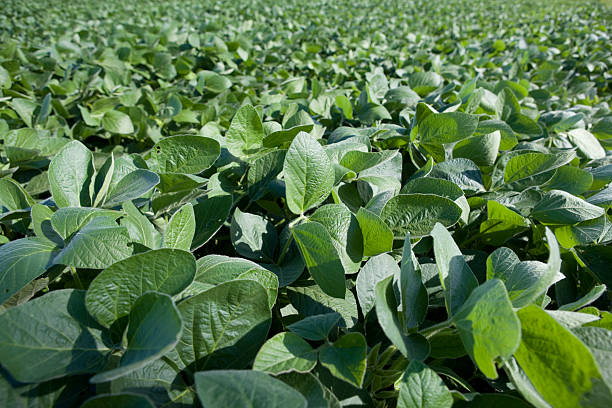 istock A field full of green soy beans 136581287
