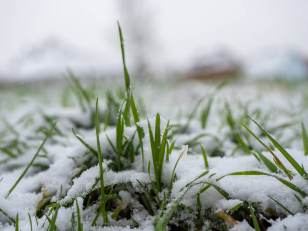 istock snow covered grass in the garden 1365812981