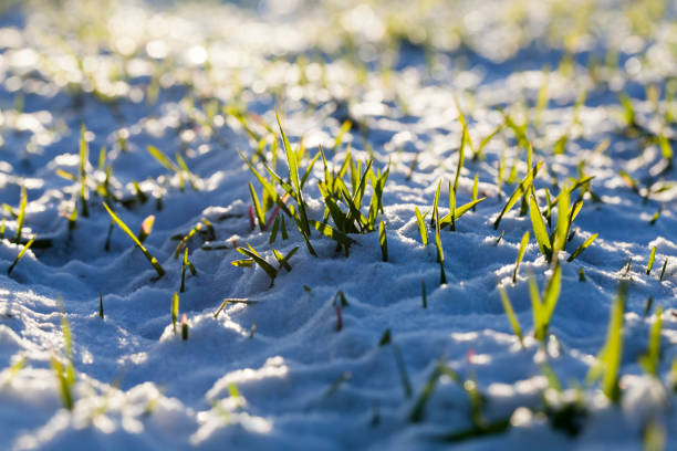 istock agricultural field where cereal wheat is grown 1365812988
