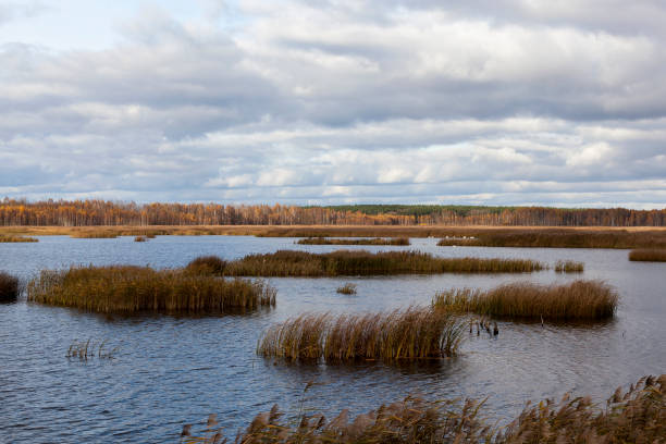 istock dry grass on the territory of the lake 1365813070