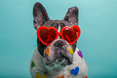 dog with red heart glasses