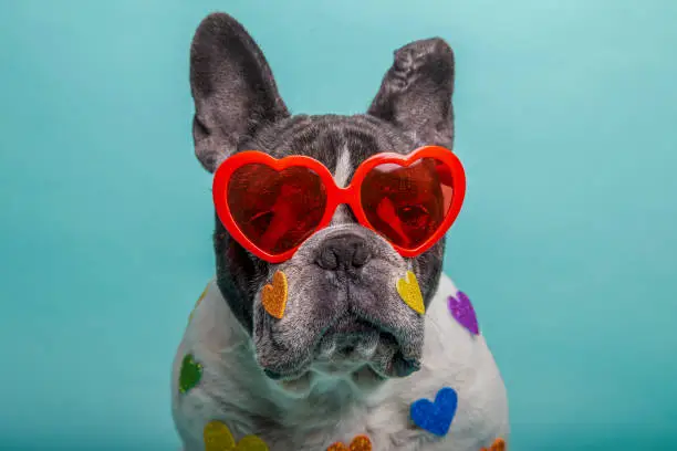 Photo of dog with red heart glasses