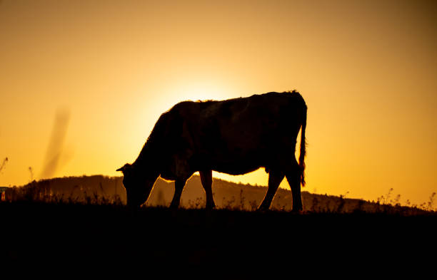 istock Pasture on a warm summer evening 1365814641