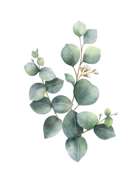 istock Watercolor hand painted green eucalyptus bouquet. Floral illustration isolated on white background. 1365814952