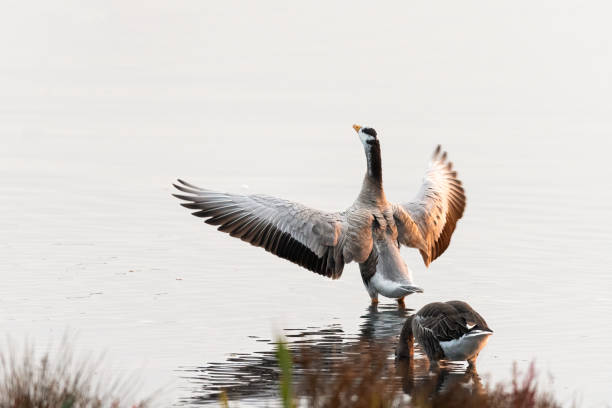 A bar headed goose standing in a pond
