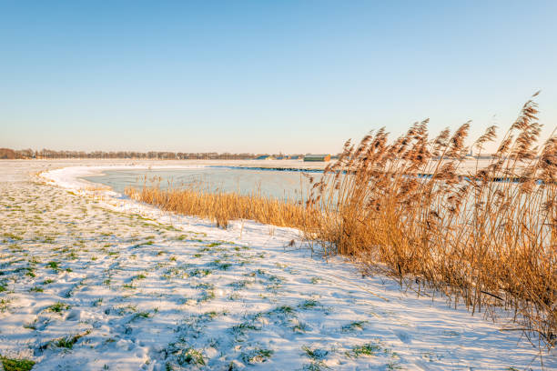 reserva natural holandesa en la temporada de invierno - frozen cold lake reed fotografías e imágenes de stock