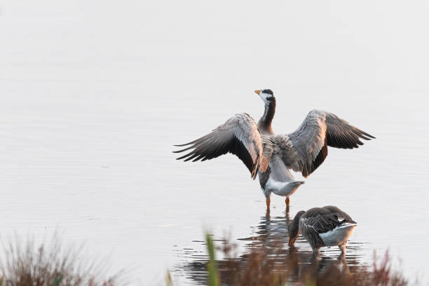 A bar headed goose standing in a pond