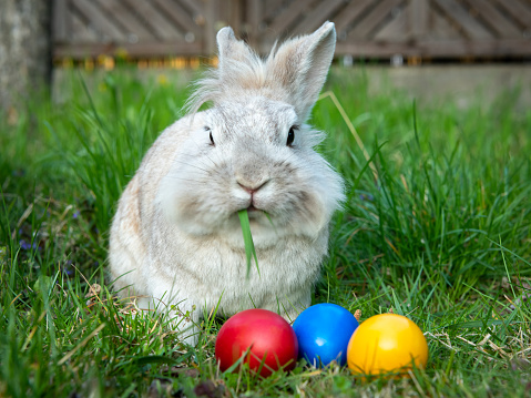 White dwarf rabbit and three easter eggs (red, yellow) in the meadow, sunny evening in spring