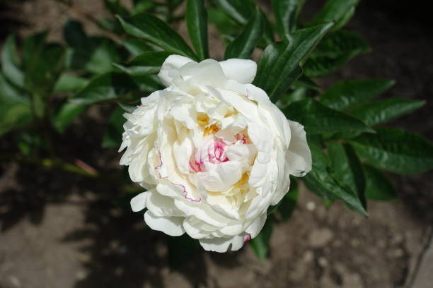 istock A flower of white common peony in mid May 1365817083