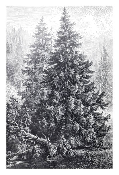 ель или picea excelsa. рисованная винтажная и природная иллюстрация. - noble fir stock illustrations