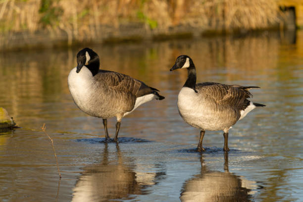 istock Canada goose, Branta canadensis 1365817196