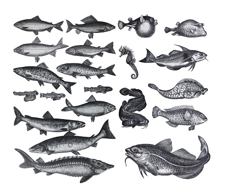 Many different Fish collection like salamon, forel, whitefish and sea trout. from old Antique hand drawn illustration.