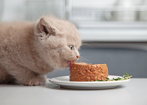 kitten eats canned gourmet pet food from plate on grey kitchen table, selective focus