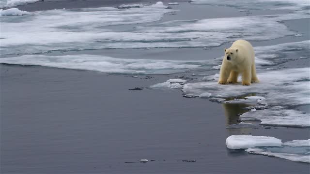 Polar bear smelling into the wind, male, Arctic Ocean, Svalbard