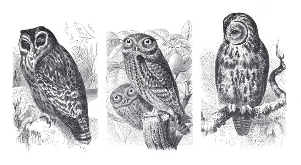 kolekcja sów. różne gatunki sów. dzikie ptaki leśne. latające stworzenia. ornitologia. ręcznie rysowana ilustracja vintage lub antyczna. - owl clover stock illustrations