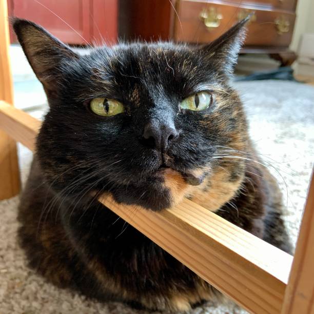 Senior Tortie cat with tumor on lip