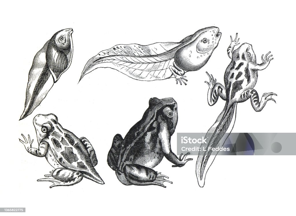 stage from tadpole to frog. Frog metamorphosis. 5 stages of frogs life cycle. Hand drawn vintage or antique illustration. Change stock illustration