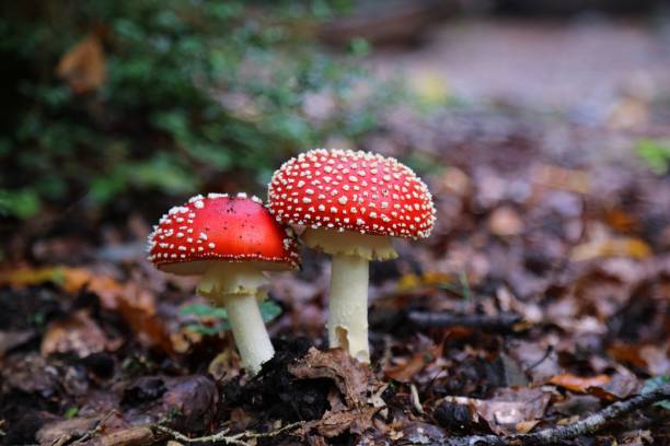 istock Fly agaric toxic mushrooms 1365824350