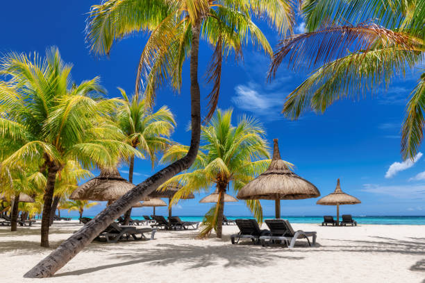 Paradise beach with palm trees and tropical sea in Mauritius island. stock photo