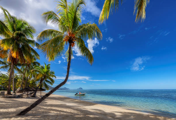 istock Beautiful coco palms in tropical beach on Mauritius island 1365824532