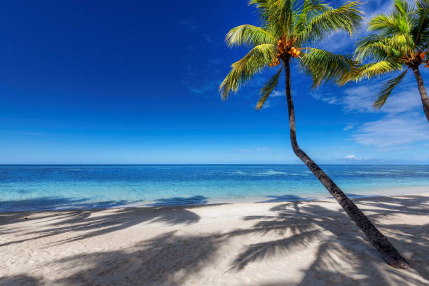 istock Beautiful coco palms in tropical beach on Mauritius island 1365824535