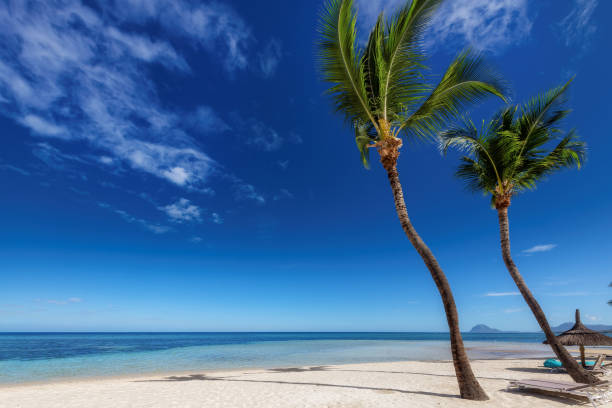 istock Palm trees in Paradise tropical beach 1365824592