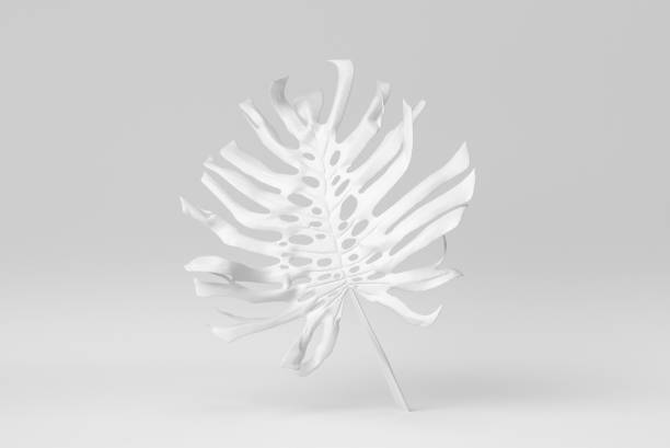 istock Tropical jungle Monstera leaves on white background. Paper minimal concept. 3D render. 1365826575