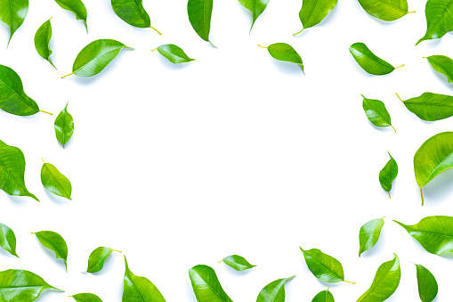 Overhead view of fresh green plant leaves arranged all around the border of a white background making a frame and leaving useful copy space at the center.